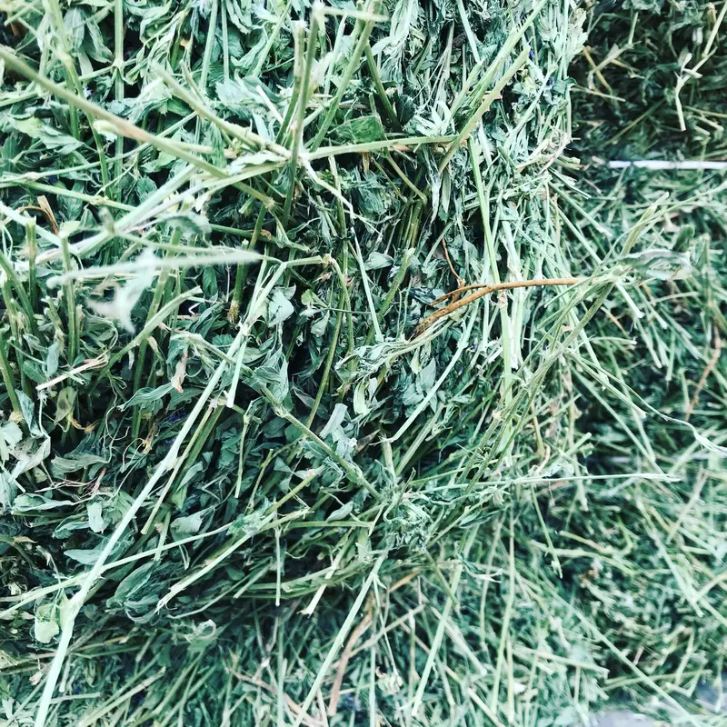 Premium Alfalfa Square Bales – Farm-Fresh Forage 1